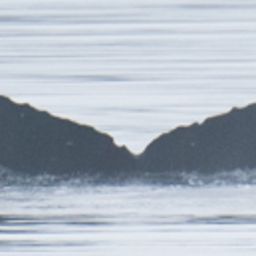 Fluke of Barnard