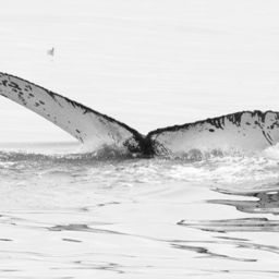 Fluke of CRC-17148