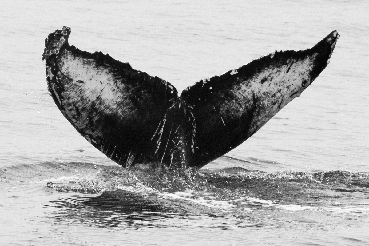 Fluke of CRC-16916