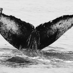 Fluke of CRC-16916