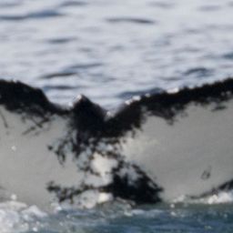 Fluke of CRC-16987