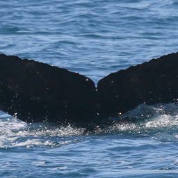 Fluke of CRC-18986