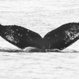 Whale fluke