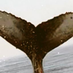 Fluke of CRC-18347