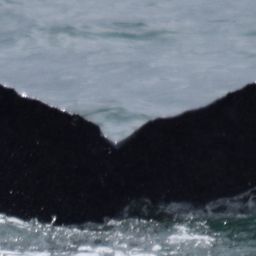 Fluke of CRC-17993