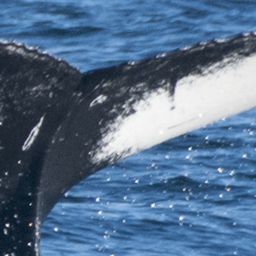 Fluke of CRC-17581