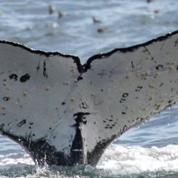 Fluke of CRC-18253