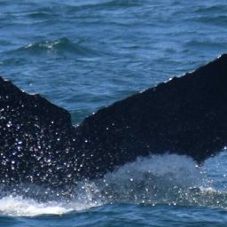 Fluke of CRC-17593