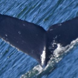 Fluke of CRC-18285
