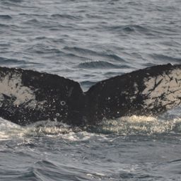 Fluke of CRC-15228