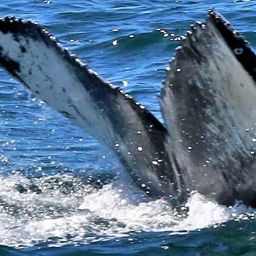 Fluke of CRC-17679