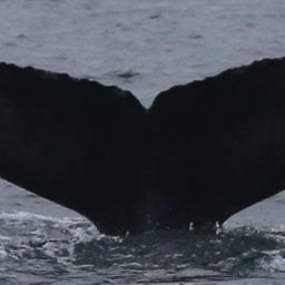 Fluke of CRC-18005