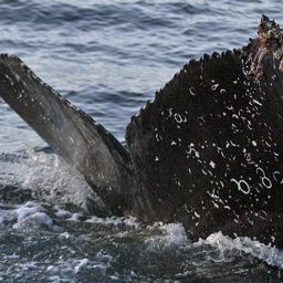 Fluke of CRC-18106