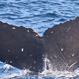Fluke of CRC-17719