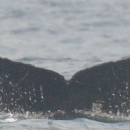 Fluke of Neo