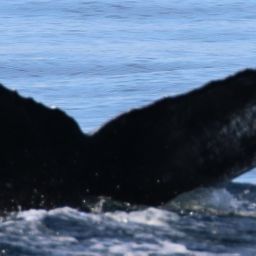 Fluke of CRC-18012