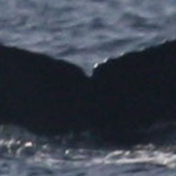 Fluke of CRC-18462