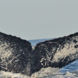 Fluke of CRC-18428