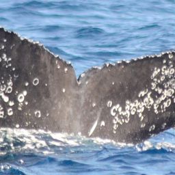 Fluke of CRC-18122