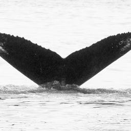 Fluke of CRC-16196