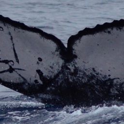 Fluke of CRC-18101