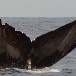 Fluke of CRC-18478