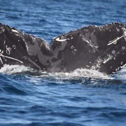 Fluke of CRC-18477