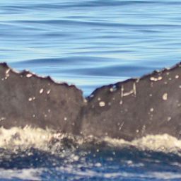 Fluke of CRC-18207
