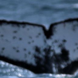 Fluke of CRC-17659