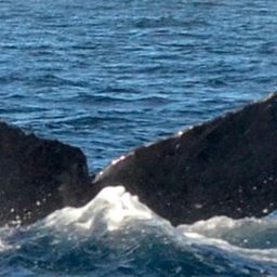 Fluke of CRC-17643