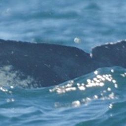 Fluke of CRC-18484