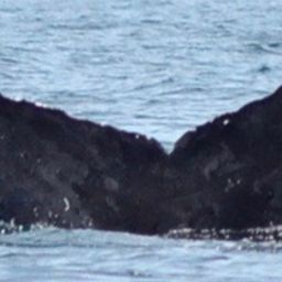 Fluke of CRC-17812