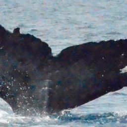 Fluke of CRC-18382