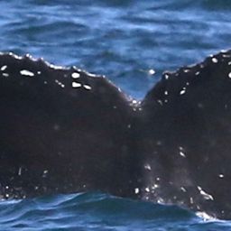Fluke of CRC-18087
