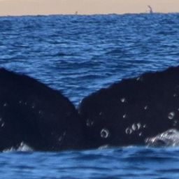 Fluke of CRC-18114