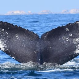 Fluke of CRC-18150