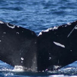 Fluke of CRC-18077