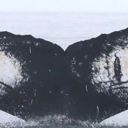Fluke of CRC-18050