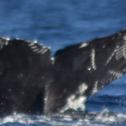 Fluke of CRC-17649