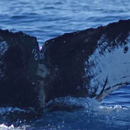 Fluke of CRC-17582