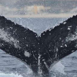 Fluke of CRC-17902