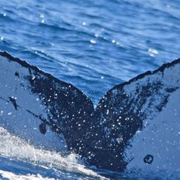Fluke of CRC-18323