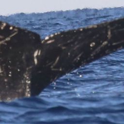 Fluke of CRC-17658