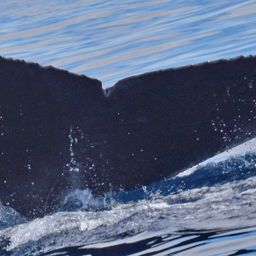Fluke of CRC-17655