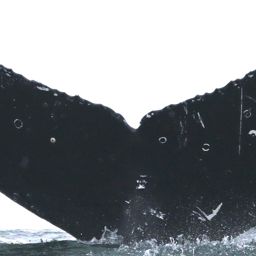 Fluke of CRC-18058