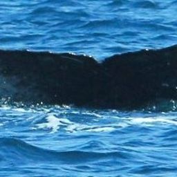 Fluke of Lizta