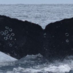 Fluke of CRC-18469
