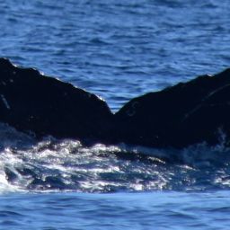 Fluke of CRC-18032