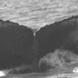 Fluke of CRC-15229
