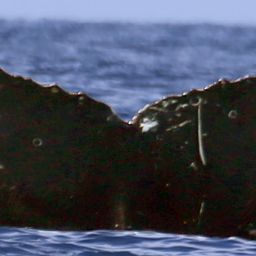 Fluke of CRC-18421
